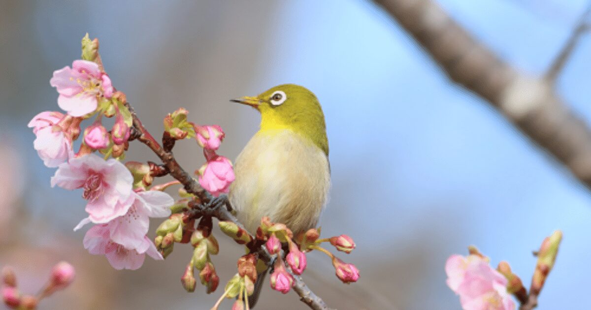 さくらとウグイス