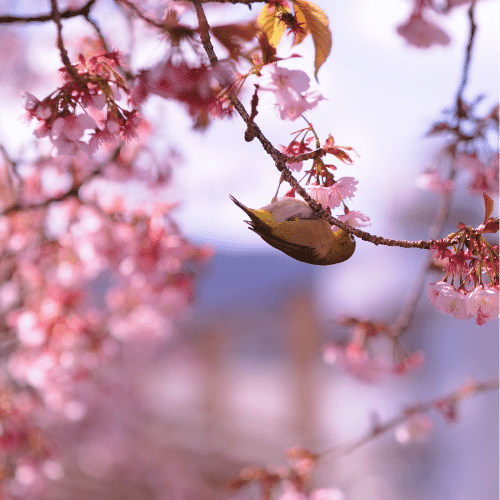 あたみ桜とメジロ